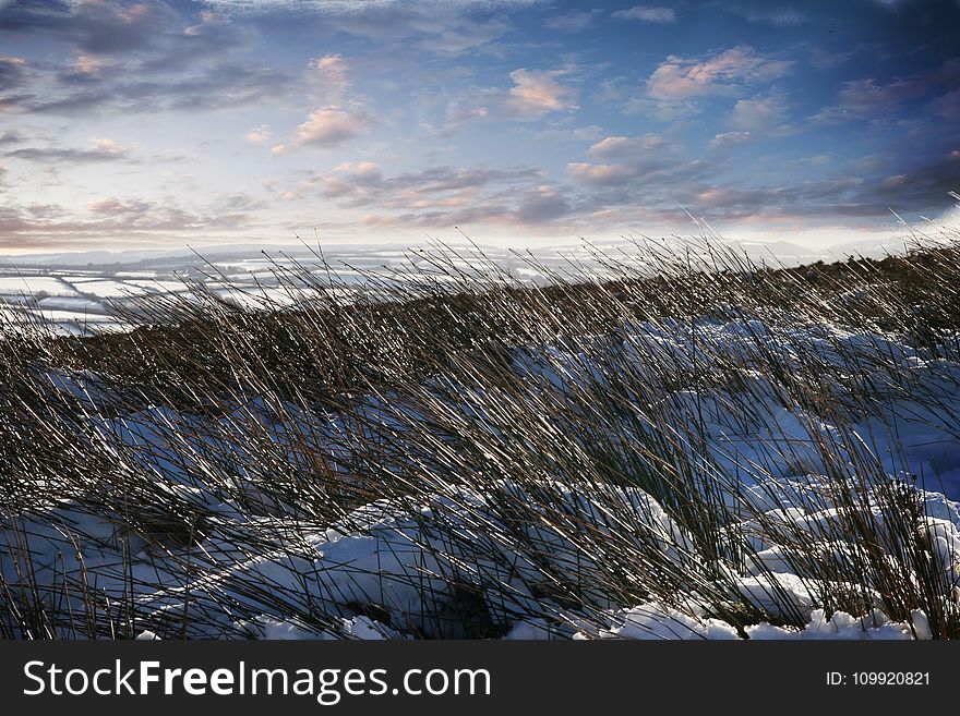 Green Grass With Snow