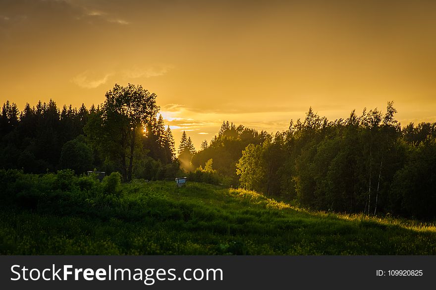 Forest During Sunset