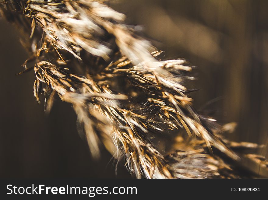 Selective Focus Photography Of Brown Plant