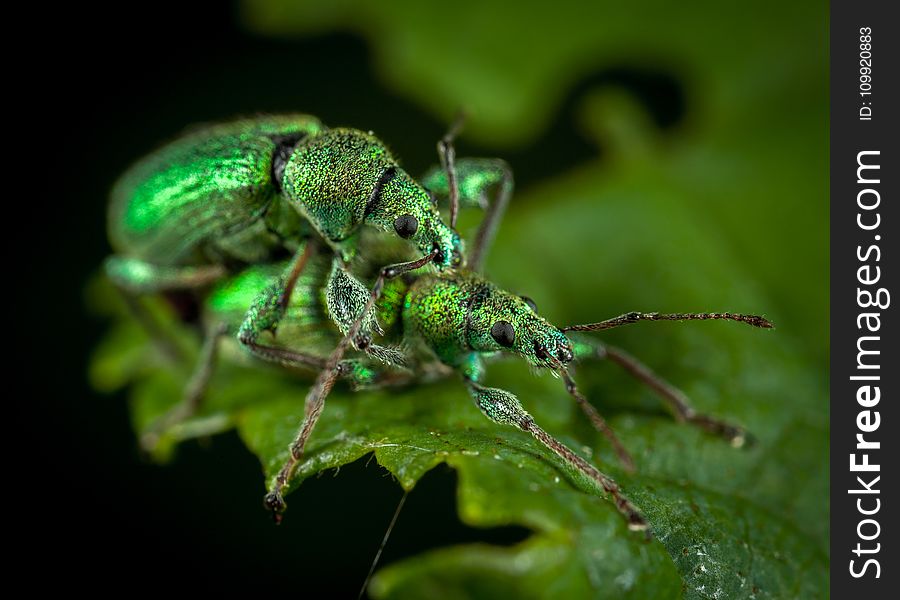 Close Up Photo of Two Jewel Weevils on Green Leaf