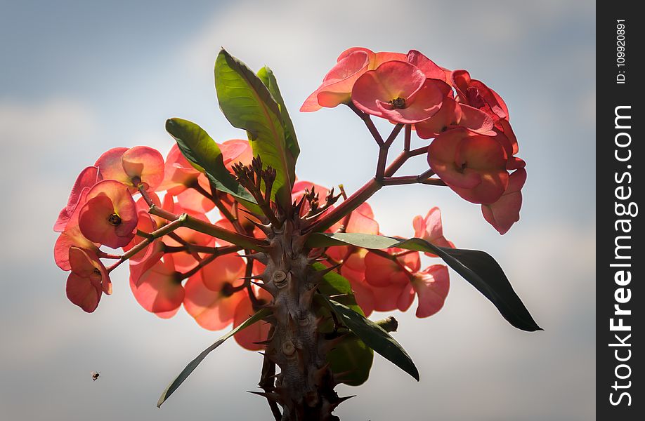 Close-up Photography of Euphorbia