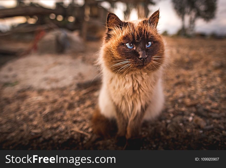 Himalayan Cat