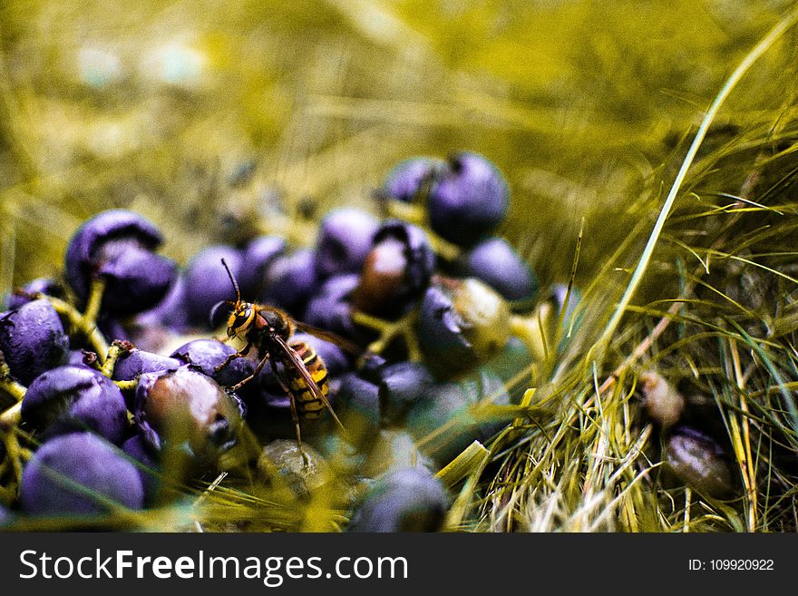 Yellow Wasp On Blueberry