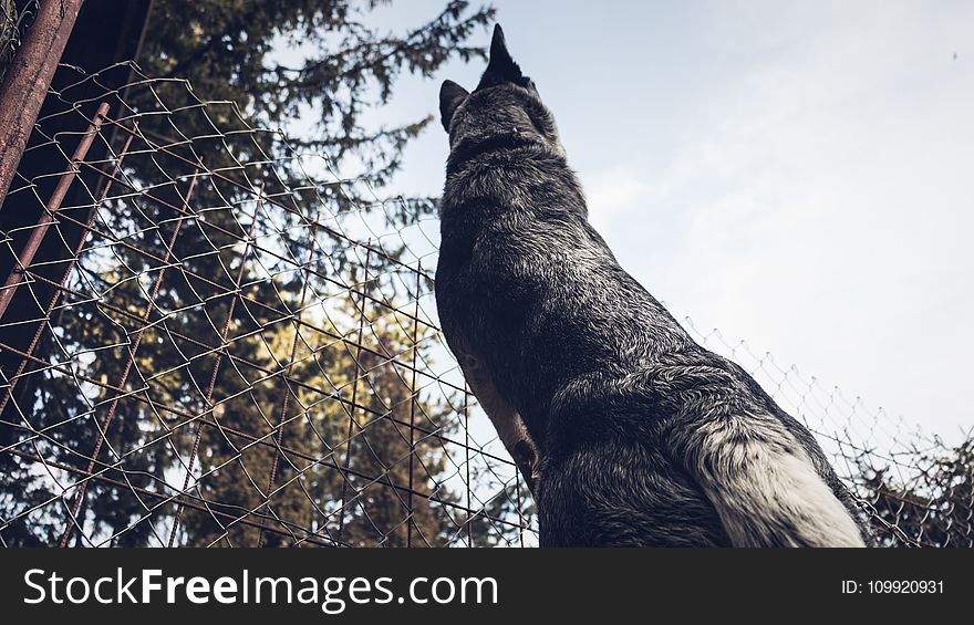 Low Angle Photography of Adult Gray German Shepherd