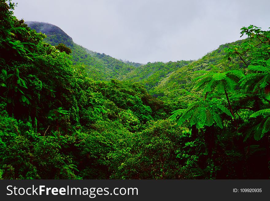 Mountain Covered With Green Trees