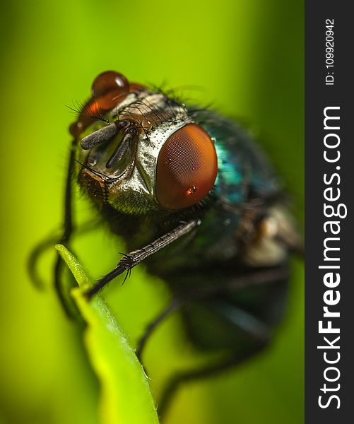 Photography of Fly on Green Leaf