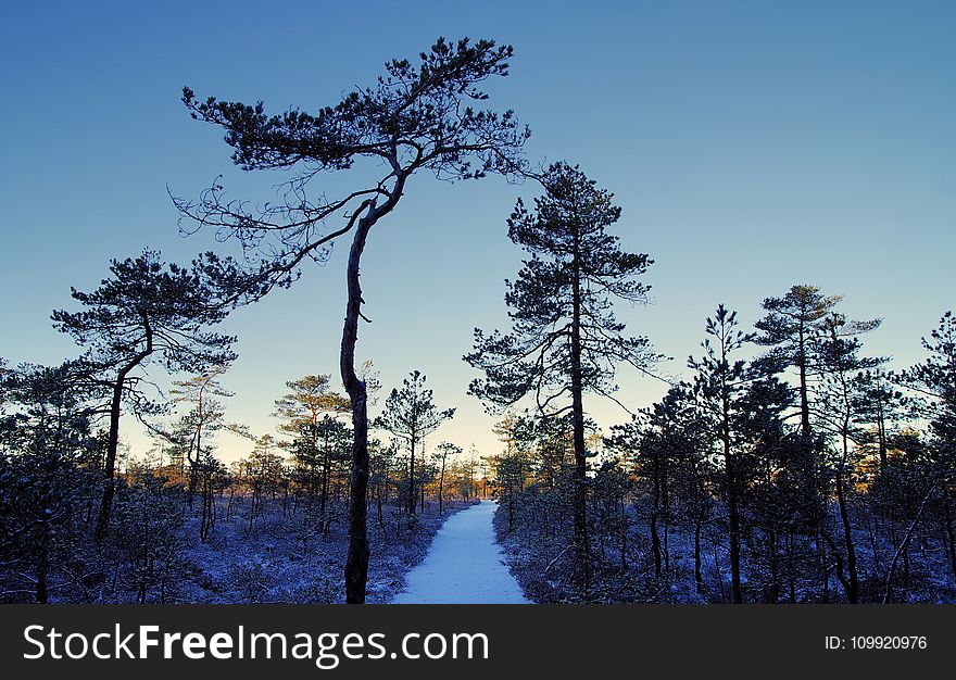 Photo Of Tall Trees