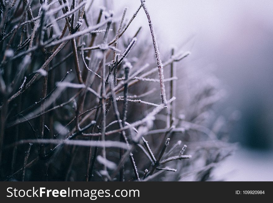 Macro Photography of Branch With Snow