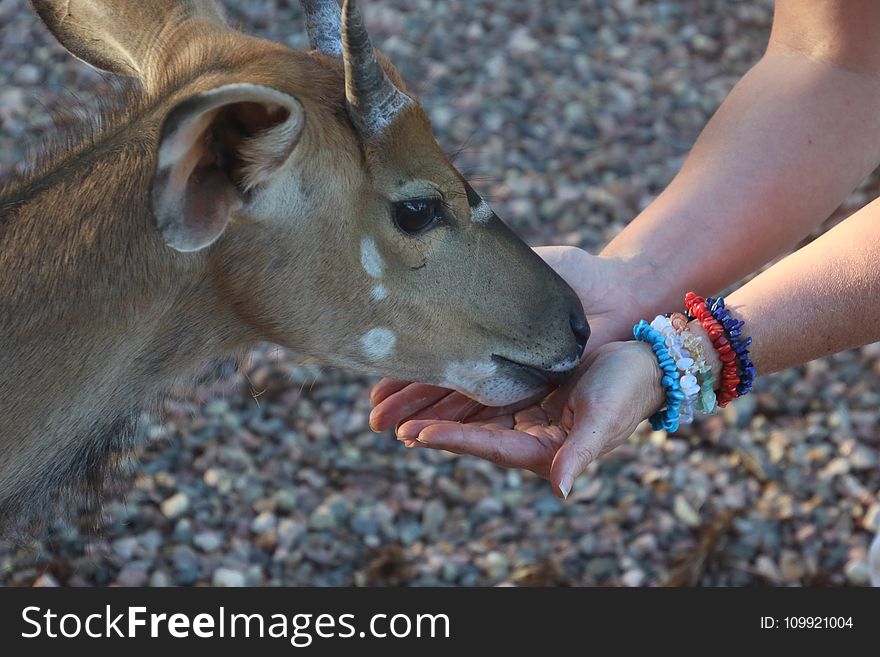 Brown Goat