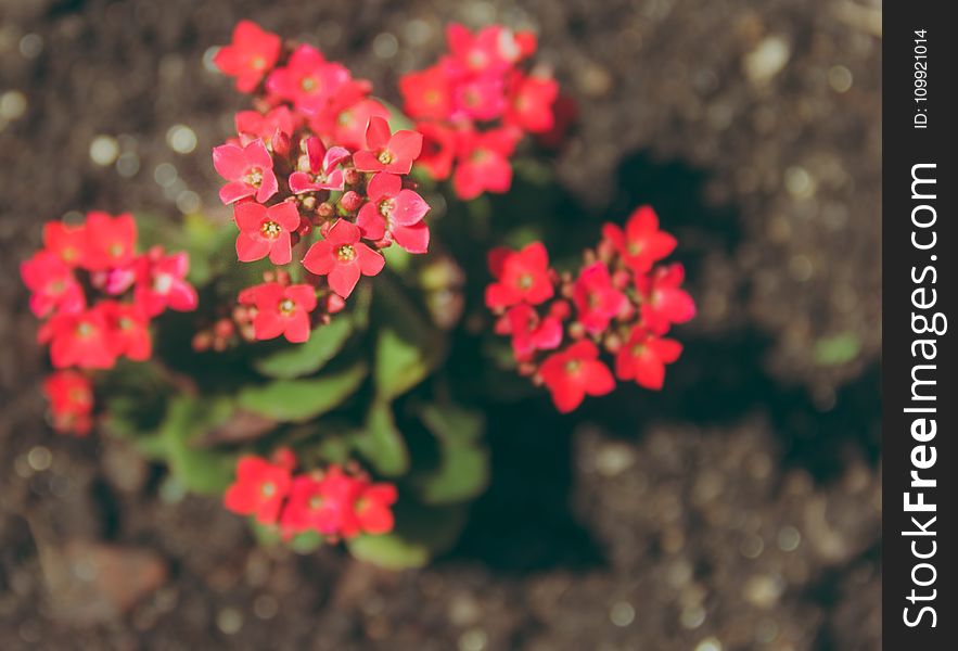 Close-up Photography of Kalanchoe Flowers