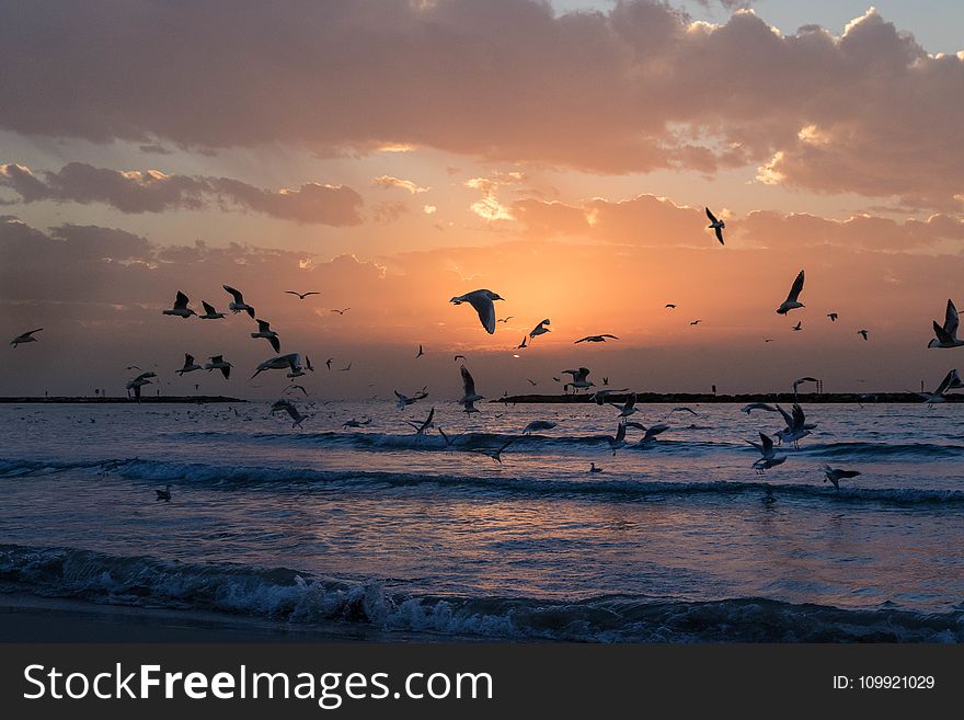 Flock Of White Birds Photo During Sunset