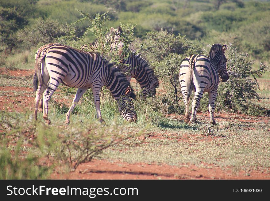 Herd of Zebras Eating Grass