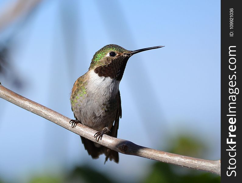 Shallow Focus Photography Of Gray And Green Bird On Branch