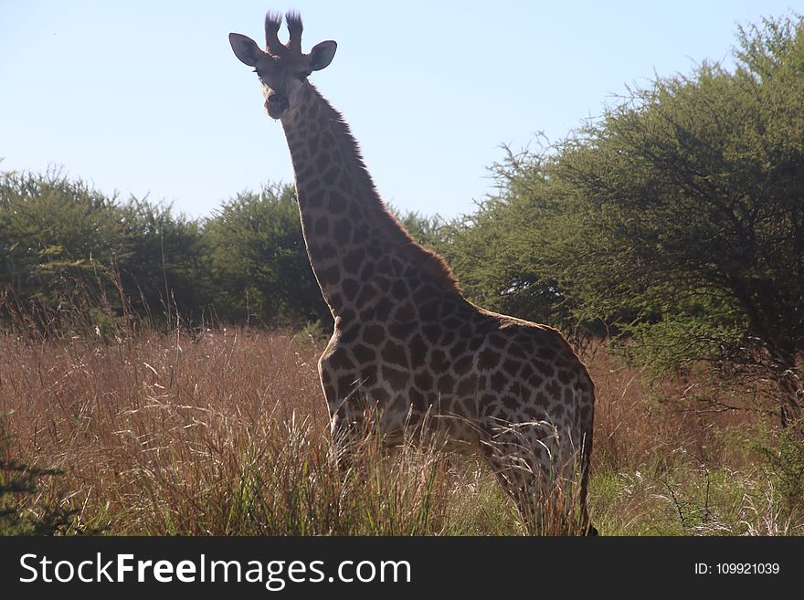 Photography Of Giraffe During Daytime