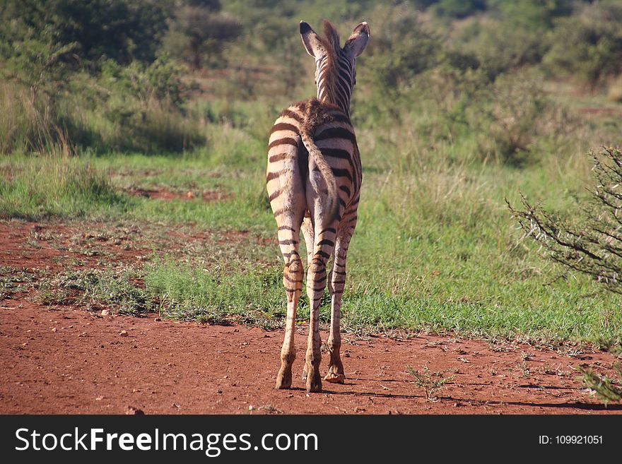 Close-up Photography Of A Zebraa