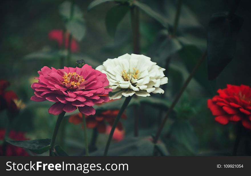 Close-Up Photography of Zinnia Flowers