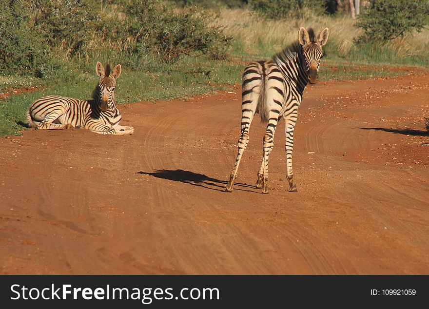 Photography of Two Zebras on Road