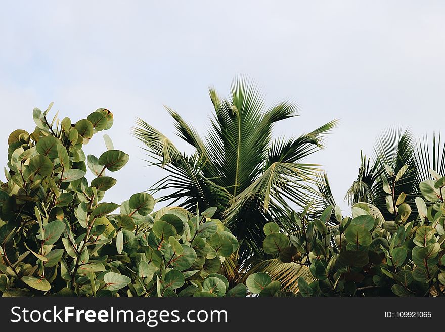 Green Leafed Plants