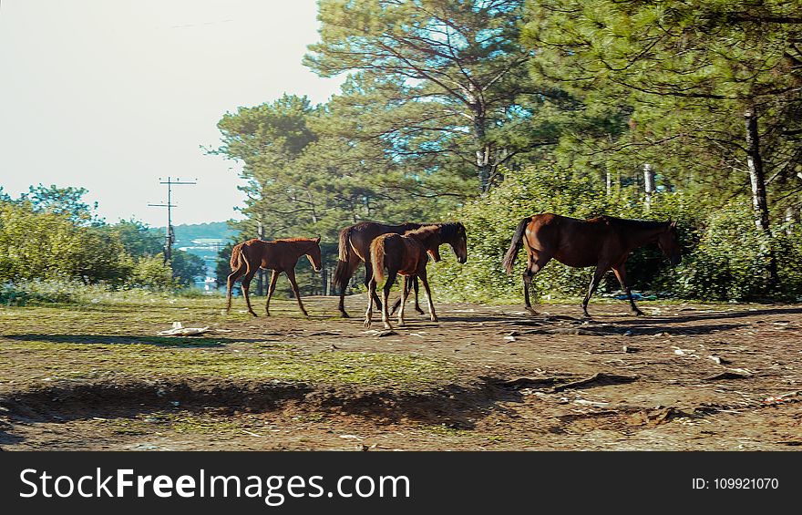 Photo of Horses in the Forest