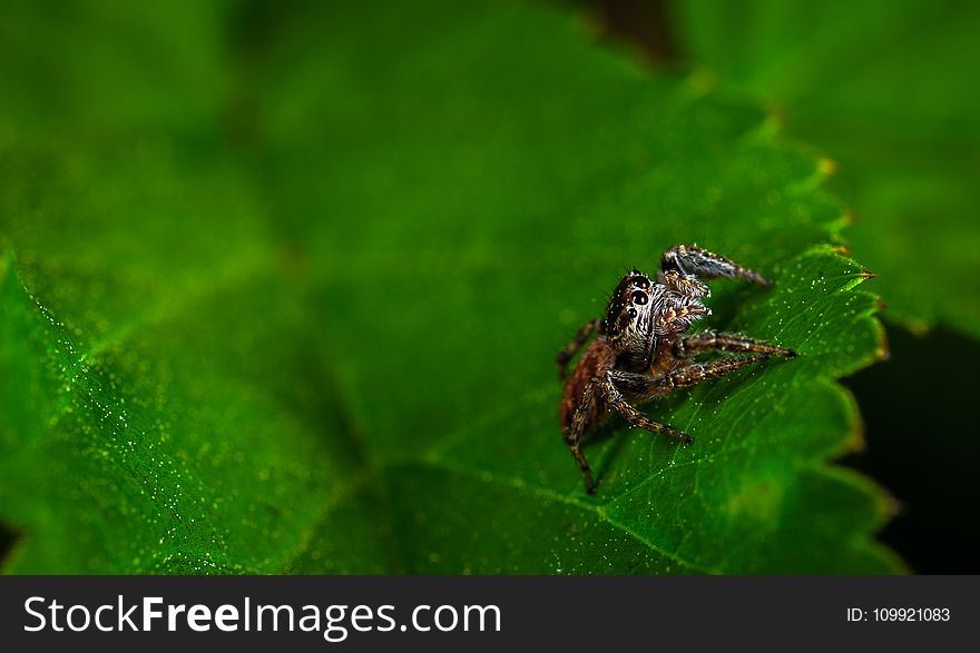 Macro Photography of Spider On Leaf