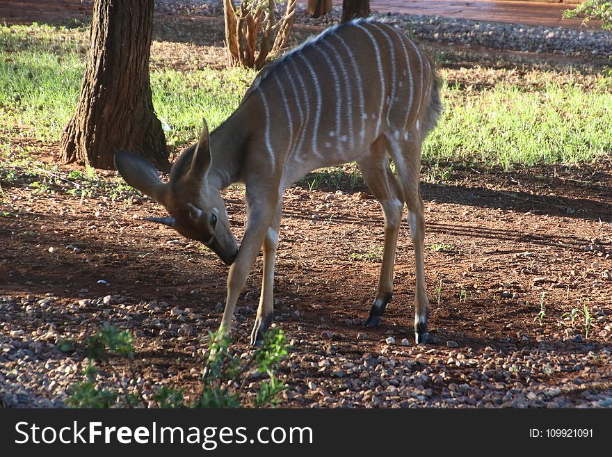 Photo Of Fawn Deer