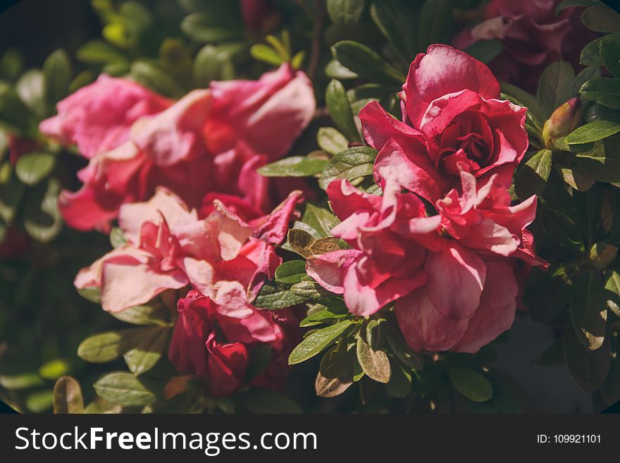 Close-up Photography of Pink Roses