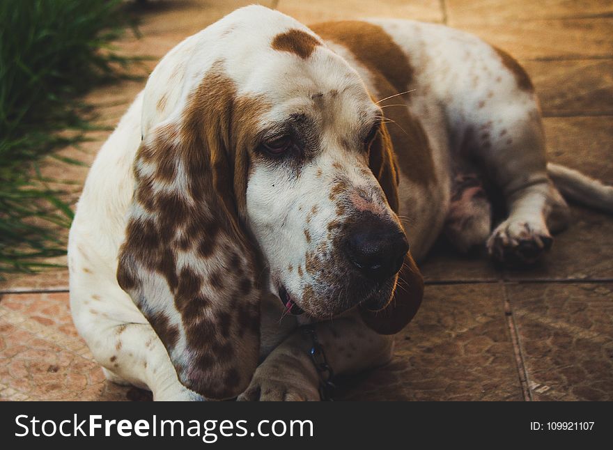 Brown and White Basset Hound Lying on Floor