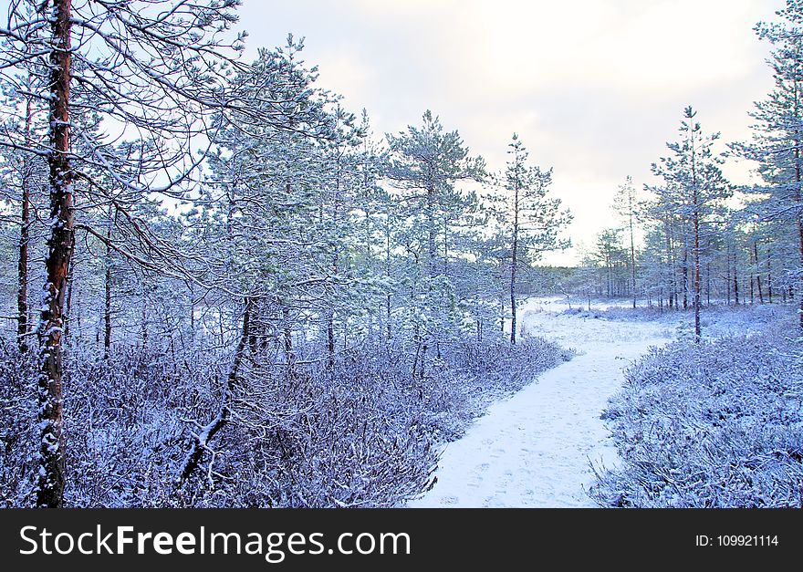 Photo Trees Covered With Snow