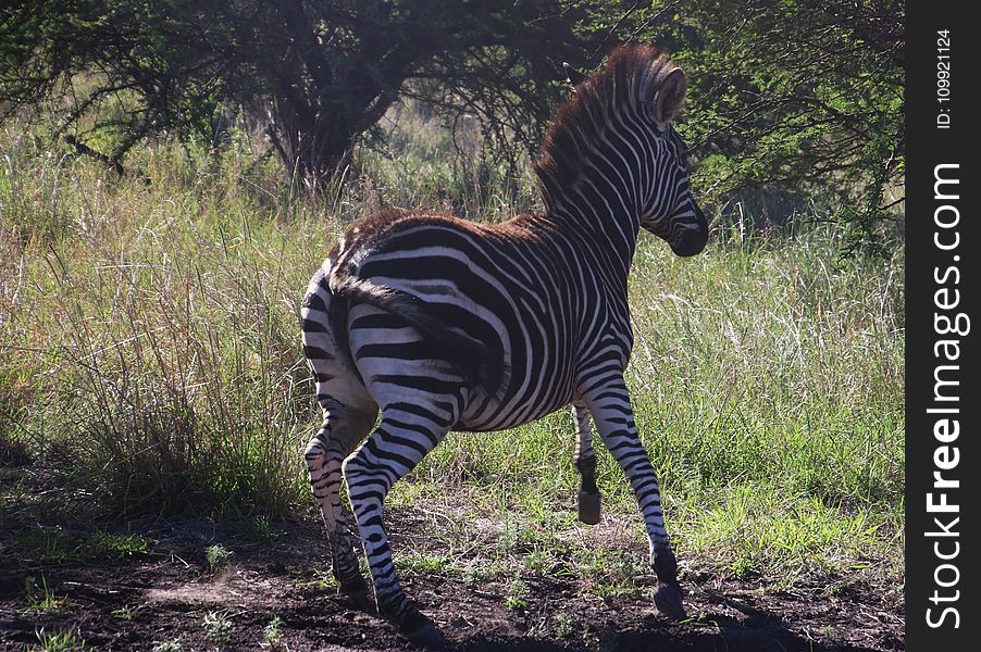 Photography of a Zebra Running