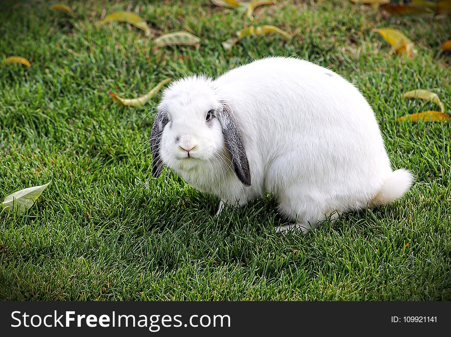 Short-coated White Rabbit