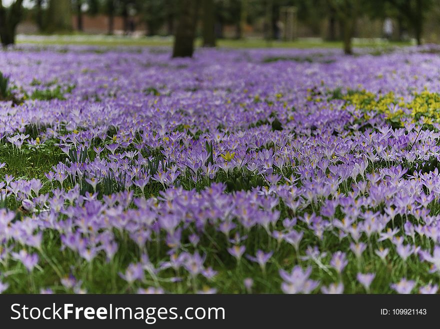 Purple Petaled Flowers