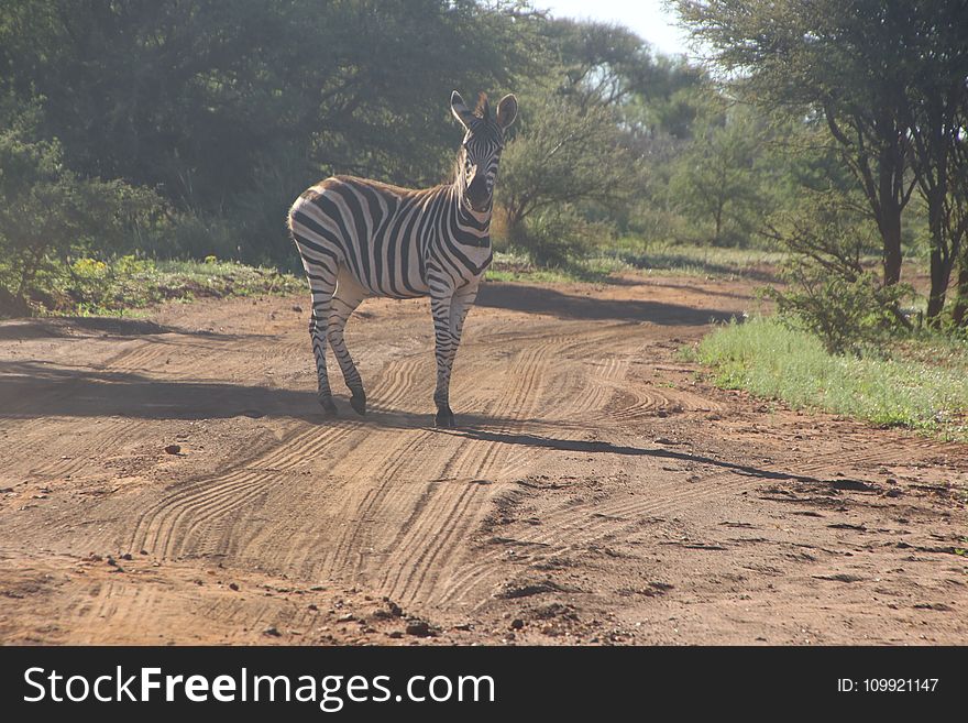 Photo of Zebra on Dirt Road