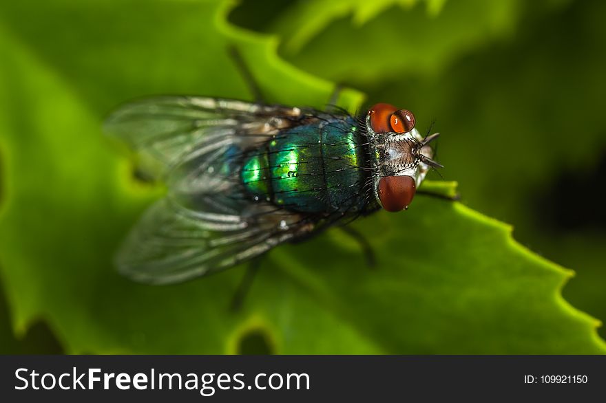 Macro Photography of Green Fly