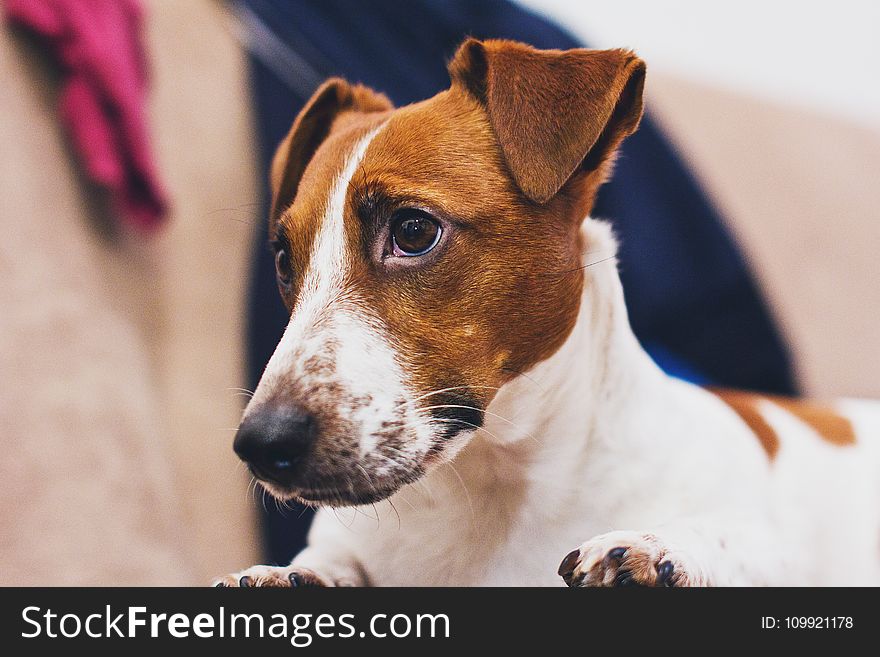 Still Life Photo Of White And Brown Dog