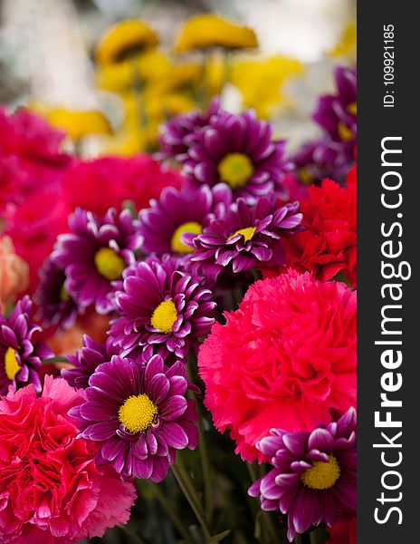 Bokeh Photo Of Purple, Pink, And Yellow Flowers