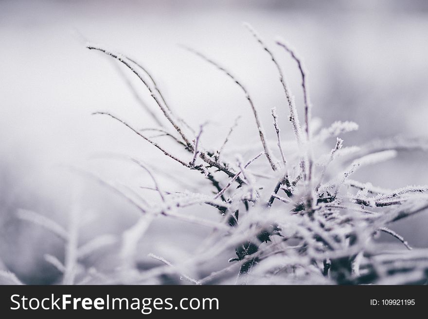 Selective Focus Photography of Weed Covered by Snow