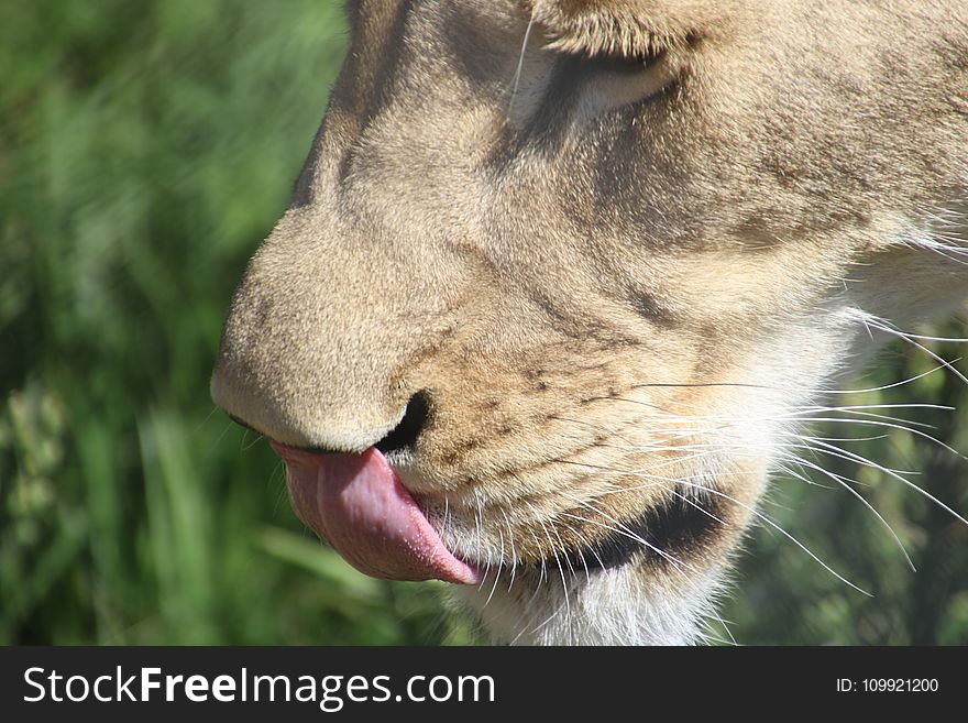 Licking Lioness