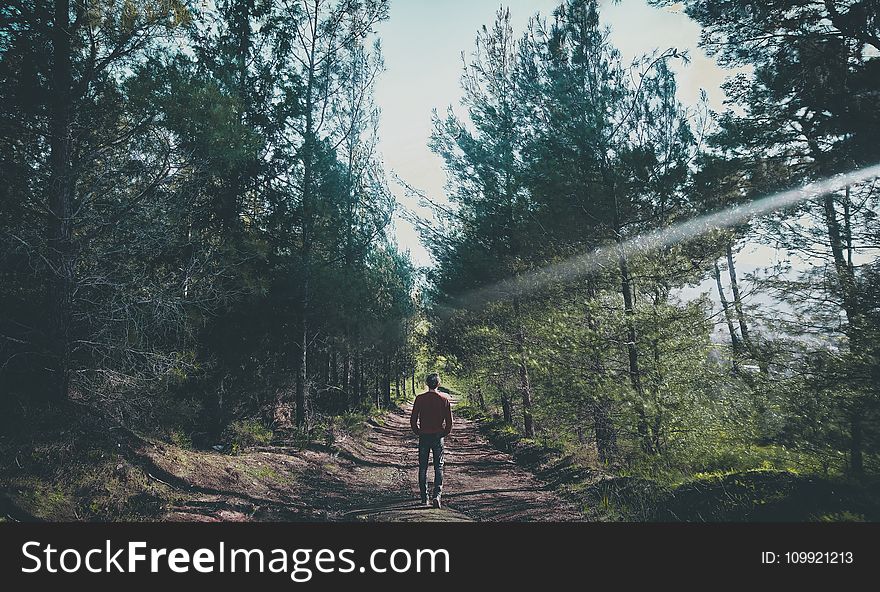 Photo of Man Walking Along Pathway at Forest