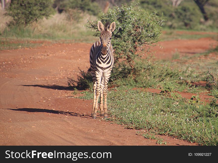 Photography Of Zebra On Road