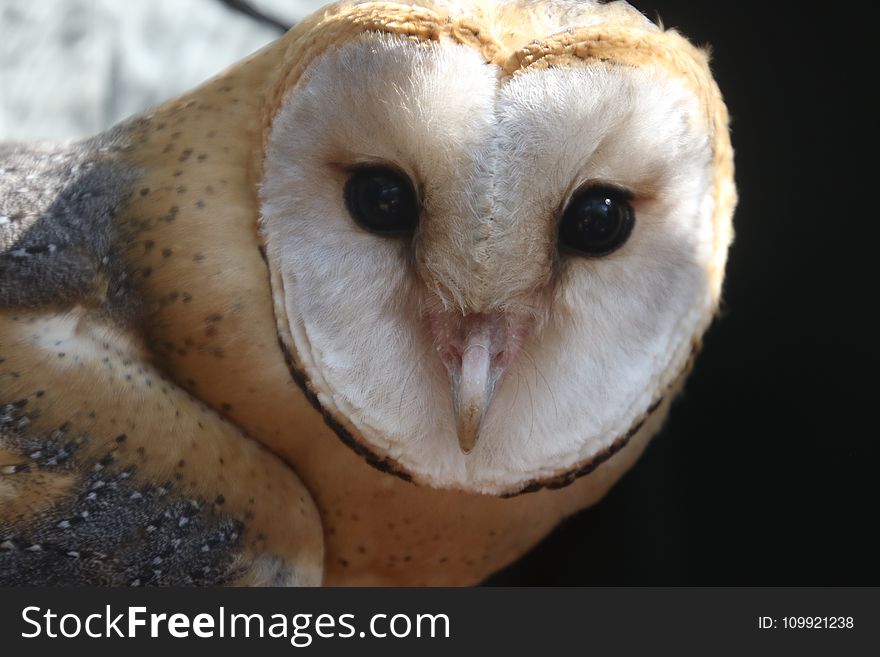 Photo of White and Brown Owl