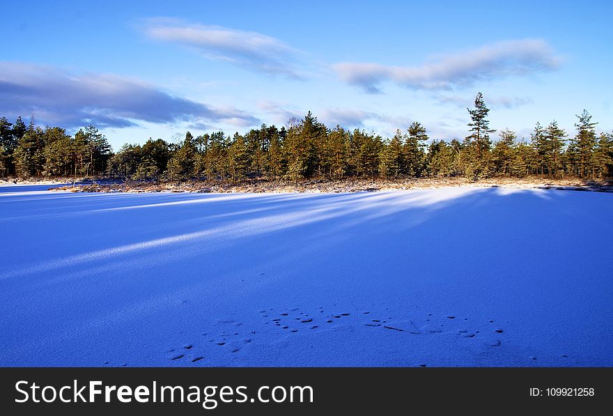 Photo of Forest During Winter