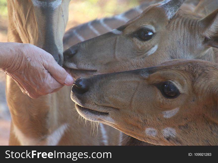 Close-Up Photo Of Person Feeding Brown Deer