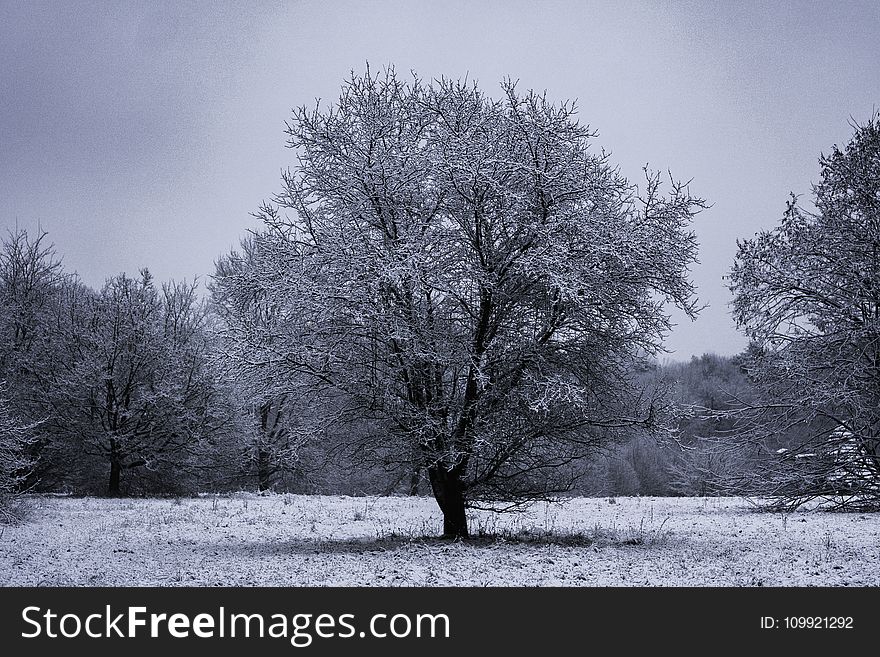 Gray Bare Tree