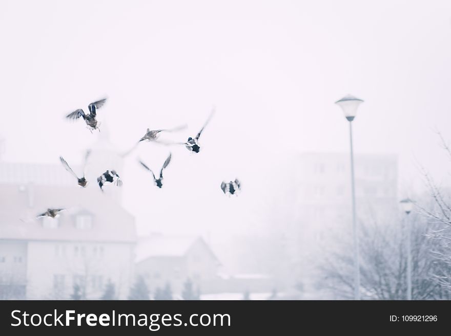 Flock of Flying Birds Above Street