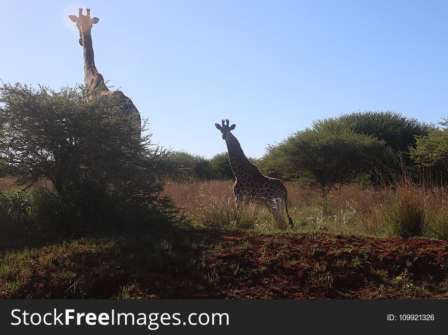Photography of Two Giraffes Near Green Tree