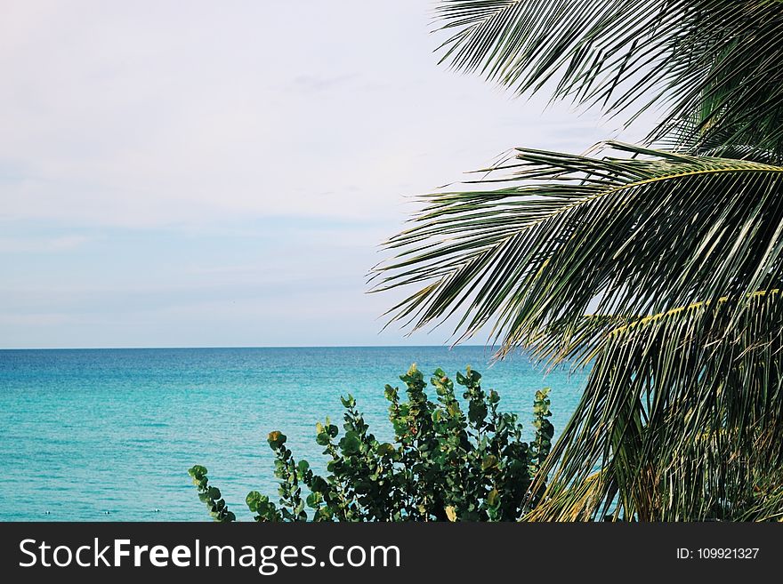 Palm Trees And Green Leaf Plant Near Body Of Water