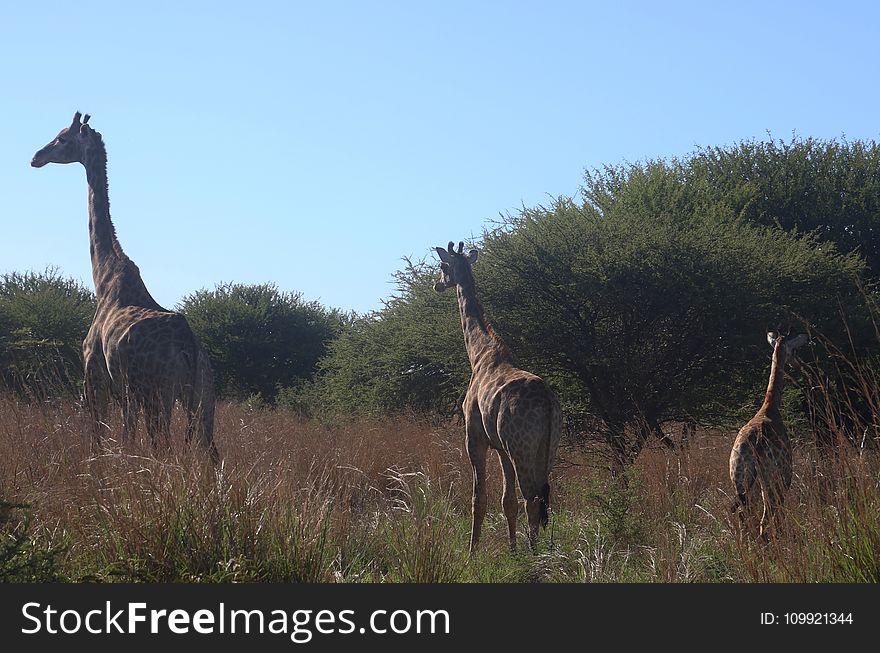 Photo Of Giraffes On The Field