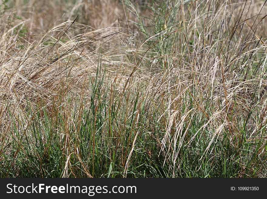 Focus Photography of Green Grass Field