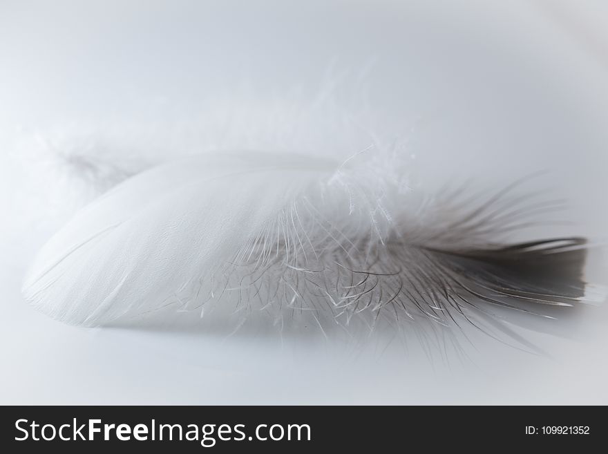 Selective Focus Photography of Feather