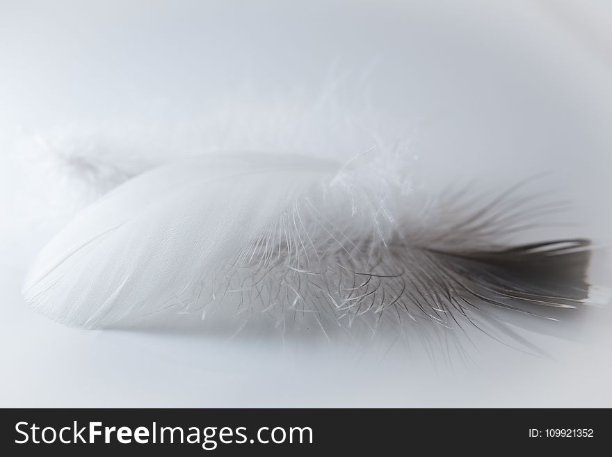 Selective Focus Photography Of Feather